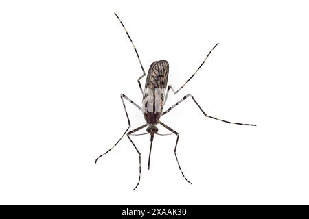 Vue de dessus d'une femelle moustique, Culiseta annulata, isolée sur fond blanc Banque D'Images