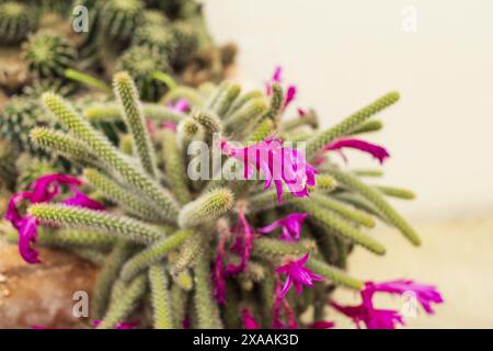 photographie rapprochée d'une plante de cactus à queue de rochet fleurie avec des fleurs roses violettes sur un fond lumineux Banque D'Images