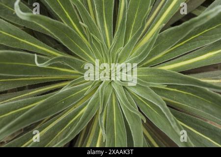 photographie à plat en gros plan d'une grande plante verte Banque D'Images