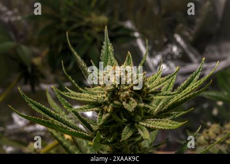 Califunk variété de fleur vert clair de marijuana avec des fleurs de couleur mûre Banque D'Images
