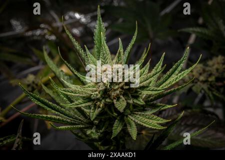 Califunk variété de fleur vert clair de marijuana avec des fleurs de couleur mûre Banque D'Images