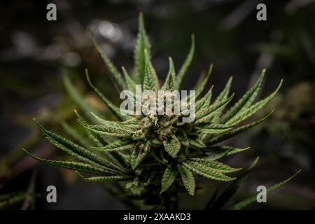 Califunk variété de fleur vert clair de marijuana avec des fleurs de couleur mûre Banque D'Images