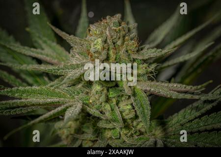 Califunk variété de fleur vert clair de marijuana avec des fleurs de couleur mûre Banque D'Images