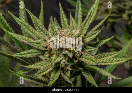 Califunk variété de fleur vert clair de marijuana avec des fleurs de couleur mûre Banque D'Images
