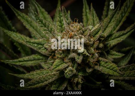 Califunk variété de fleur vert clair de marijuana avec des fleurs de couleur mûre Banque D'Images
