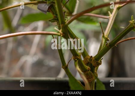 Califunk variété de fleur vert clair de marijuana avec des fleurs de couleur mûre Banque D'Images