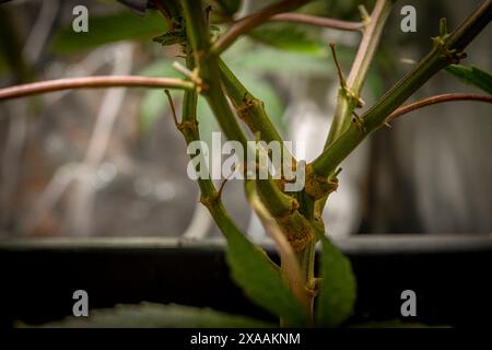 Califunk variété de fleur vert clair de marijuana avec des fleurs de couleur mûre Banque D'Images