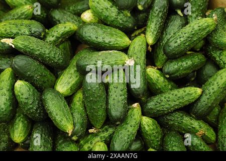 Beaucoup de concombres verts sur le comptoir sur le marché. Modèle de photographie alimentaire. Mise au point sélective. Banque D'Images