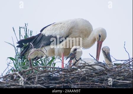 Ciconia ciconia aka White Stork est assise dans le nid avec ses nouveau-nés. Le nid est situé sur le poteau électrique. Banque D'Images