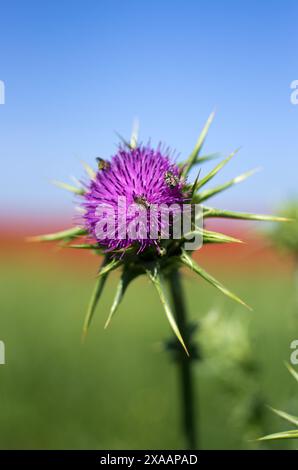 Gros plan d'une fleur violette avec des épines vertes en arrière-plan. grand chardon fleurissant avec un petit moucheron au milieu. Arrière-plan coloré flou Banque D'Images