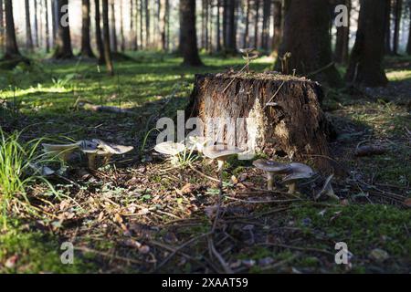 Photographie d'un vieux talon de mousseline avec des champignons dans une forêt alpine ensoleillée Banque D'Images