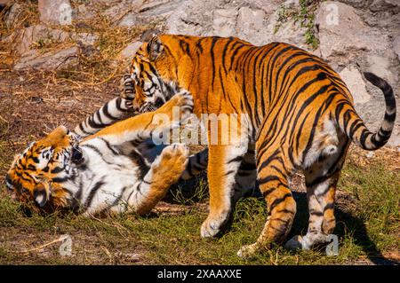 Tigres de Sibérie jouant dans le parc des tigres de Sibérie, Harbin, Heilongjiang, Chine, Asie Banque D'Images