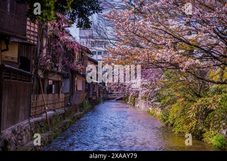 Cerisier en fleurs à Gion, le quartier de Geisha, Kyoto, Honshu, Japon, Asie Banque D'Images