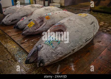 Thon congelé au marché aux poissons de Tsukiji, Tokyo, Honshu, Japon, Asie Banque D'Images