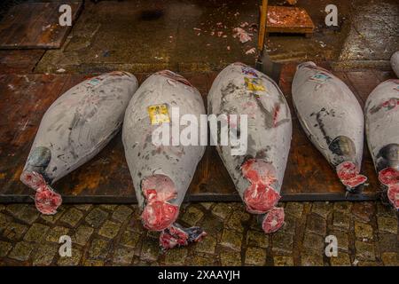 Thon congelé au marché aux poissons de Tsukiji, Tokyo, Honshu, Japon, Asie Banque D'Images