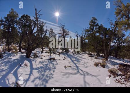 La forêt de Kaibab en hiver près de Waldron Canyon à l'ouest de Hermits Rest, Grand Canyon, Arizona, États-Unis d'Amérique, Amérique du Nord Banque D'Images