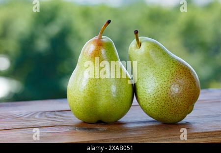 Récolte de poires mûres, fraîchement cueillies sur une table de ferme, Ouzbékistan, Asie centrale, Asie Banque D'Images