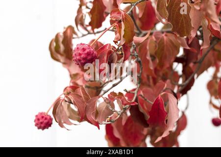 Photographie rapprochée d'un cornichon chinois rouge avec des feuilles et des fruits de baies sur un fond blanc Banque D'Images