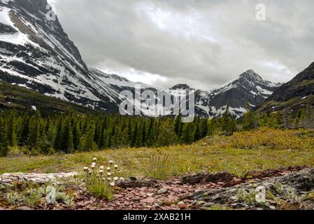 Vues vers le nord depuis une prairie près de Swiftcurrent Creek vers le mont Grinnell, le Garden Wall, Angel Wing et d'autres sommets enneigés Banque D'Images