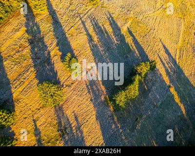 Perspective aérienne d'arbres dispersés à travers un champ pendant le coucher du soleil, projetant de longues ombres dans les montagnes Krusne. Banque D'Images