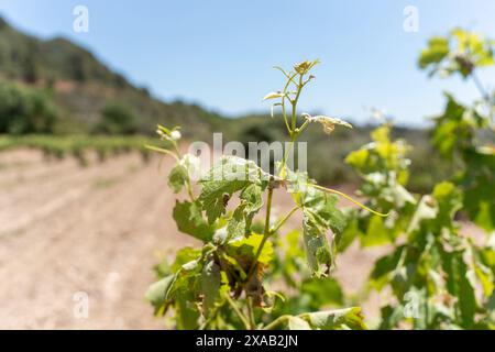 Barcelone, Espagne. 05 juin 2024. Les vignobles de Peneds, en particulier dans la partie nord, ont été touchés par la violente tempête de samedi dernier, un coup supplémentaire à la situation déjà grave que connaît cette région viticole en raison de la sécheresse. Los vi-edos del Peneds, especialmente en la parte norte, se han visto afectados por la violenta tormenta del s‡bado pasado, un a-adido m‡s a la ya grave situaci-n que sufre esta zona vin'cola por la sequ'a. Actualités climat -Barcelone, Espagne mercredi 5 juin 2024 (photo par Eric Renom/LaPresse) crédit : LaPresse/Alamy Live News Banque D'Images