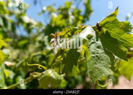 Barcelone, Espagne. 05 juin 2024. Les vignobles de Peneds, en particulier dans la partie nord, ont été touchés par la violente tempête de samedi dernier, un coup supplémentaire à la situation déjà grave que connaît cette région viticole en raison de la sécheresse. Los vi-edos del Peneds, especialmente en la parte norte, se han visto afectados por la violenta tormenta del s‡bado pasado, un a-adido m‡s a la ya grave situaci-n que sufre esta zona vin'cola por la sequ'a. Actualités climat -Barcelone, Espagne mercredi 5 juin 2024 (photo par Eric Renom/LaPresse) crédit : LaPresse/Alamy Live News Banque D'Images