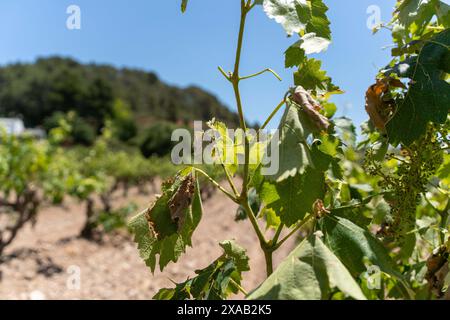 Barcelone, Espagne. 05 juin 2024. Les vignobles de Peneds, en particulier dans la partie nord, ont été touchés par la violente tempête de samedi dernier, un coup supplémentaire à la situation déjà grave que connaît cette région viticole en raison de la sécheresse. Los vi-edos del Peneds, especialmente en la parte norte, se han visto afectados por la violenta tormenta del s‡bado pasado, un a-adido m‡s a la ya grave situaci-n que sufre esta zona vin'cola por la sequ'a. Actualités climat -Barcelone, Espagne mercredi 5 juin 2024 (photo par Eric Renom/LaPresse) crédit : LaPresse/Alamy Live News Banque D'Images