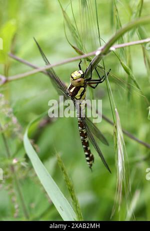 Jeune femme libellule Hawker du Sud, Aeshna cycnea, Aeshnidae. Le Hawker austral ou Hawker bleu (Aeshna cyanea) est une espèce de libellule faucheuse. Banque D'Images