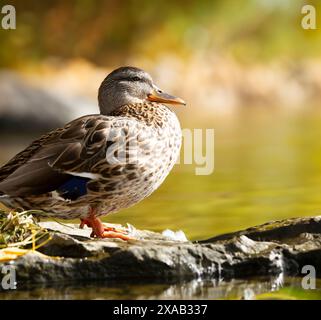 Un canard à herbe solitaire est assis au bord de l'eau par une journée chaude au début de l'automne à la périphérie d'Ottawa, en Ontario. Banque D'Images