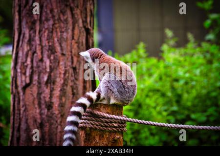 Un lémurien à queue annulaire assis sur un poteau en bois avec une corde, entouré de verdure et d'arbres. Banque D'Images