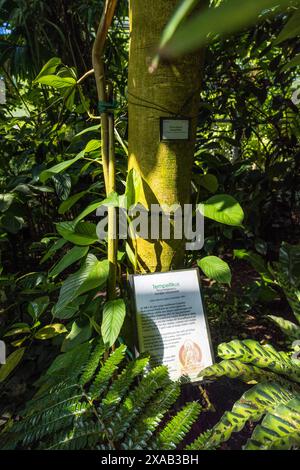 Un panneau portant l'inscription « Tempelfikus » (suédois pour figuier sacré) avec une petite représentation de Bouddha est accroché au tronc d'un figuier sacré (Ficus religiosa) dans la serre tropicale du Jardin botanique de l'Université d'Uppsala. L'espèce est considérée comme sacrée dans le bouddhisme : Siddhartha Gautama aurait atteint l'illumination sous un de ces arbres à Bodh Gaya, et un descendant de cet arbre, le Sri Maha Bodhi à Anuradhapura, au Sri Lanka, figure parmi les plus anciens arbres plantés par l'homme avec une date de plantation connue. Triangeln, Uppsala, Comté d'Uppsala, Suède. Banque D'Images