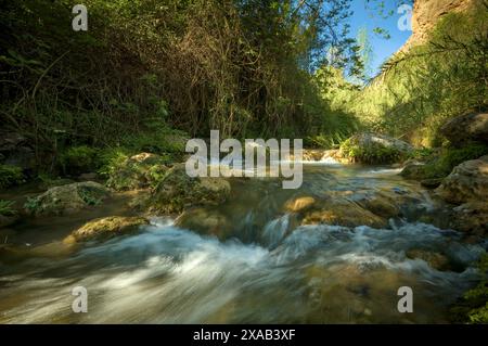 L'image montre un ruisseau tranquille coulant à travers une forêt luxuriante et verdoyante. Banque D'Images