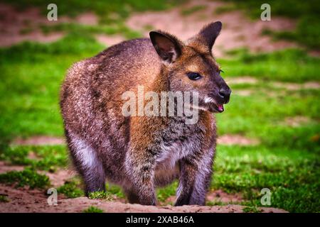 Gros plan d'un wallaby debout sur un sol herbeux avec un fond flou. Banque D'Images