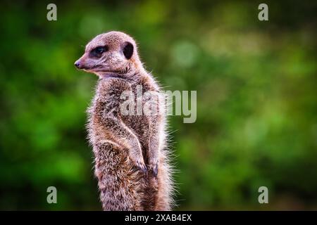 Une suricate debout debout sur ses pattes arrière, regardant alerte avec un fond vert flou. Banque D'Images