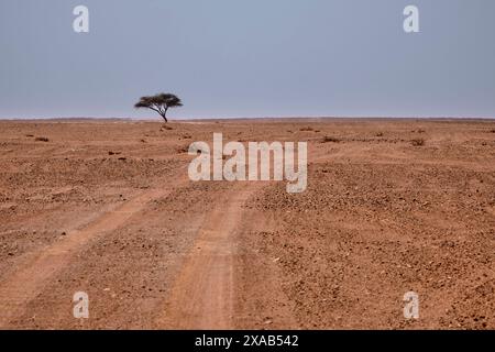 Des traces de pneus et un arbre solitaire sont vus dans l'étendue du désert du sahara Banque D'Images