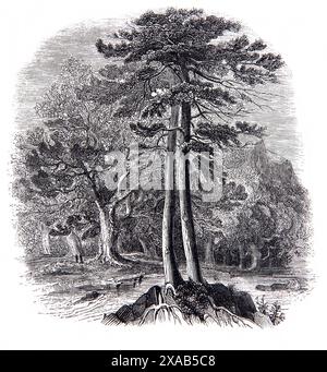 Gravure sur bois de sapin écossais et de chênes dans la Bible de la famille illustrée antique du XIXe siècle Banque D'Images
