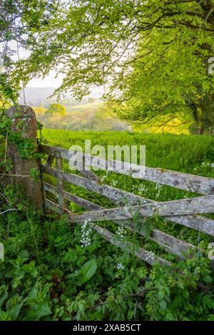 En regardant au-dessus d'une vieille porte sur les collines ondulantes autour de Chagford Devon dans une soirée d'été Banque D'Images