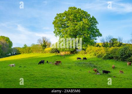 Bétail dans un champ un soir d'été près de Chagford Devon. Banque D'Images