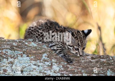 Le chat de Geoffroy, Leopardus geoffroyi, dans la forêt de Calden, la Pampa, Argentine Banque D'Images