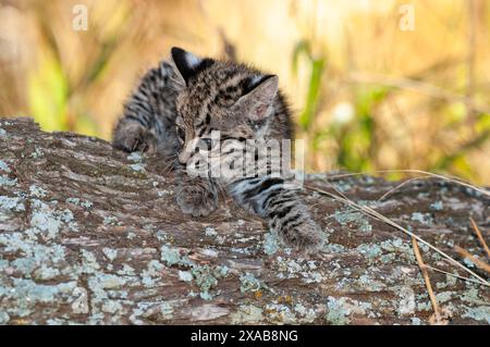 Le chat de Geoffroy, Leopardus geoffroyi, dans la forêt de Calden, la Pampa, Argentine Banque D'Images