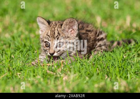 Le chat de Geoffroy, Leopardus geoffroyi, dans la forêt de Calden, la Pampa, Argentine Banque D'Images