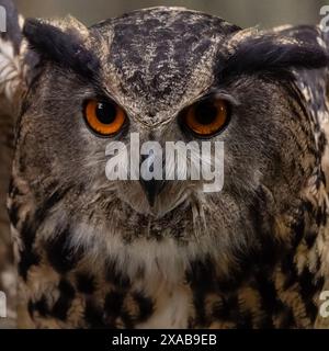 Gros plan d'Eurasian Eagle-Owl (Bubo bubo) avec des yeux orange vifs, Flint Hill, va Banque D'Images