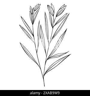 Citronnelle, ou citronnelle, cymbopogon, simple dessin au trait. Têtes soyeuses, citronnelle. Illustration vectorielle dessinée à la main Illustration de Vecteur