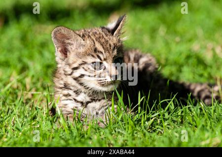 Le chat de Geoffroy, Leopardus geoffroyi, dans la forêt de Calden, la Pampa, Argentine Banque D'Images