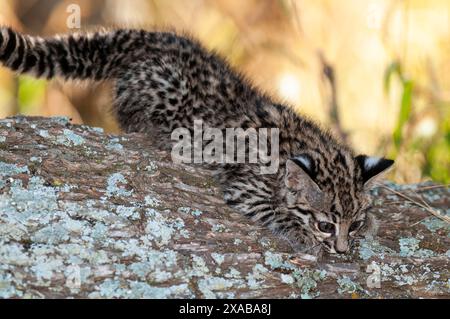 Le chat de Geoffroy, Leopardus geoffroyi, dans la forêt de Calden, la Pampa, Argentine Banque D'Images