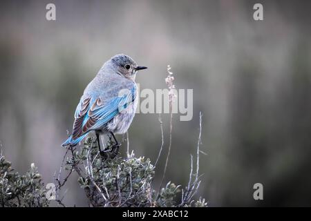 Un oiseau bleu de montagne se reposant perché sur un sarcasme. Parc national de Grand Teton, Wyoming Banque D'Images