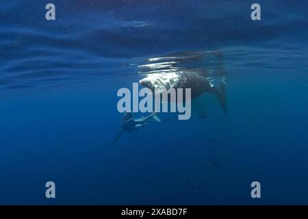 Les requins bleus se nourrissent de la baleine mortelle. Requins autour de la carcasse de la baleine. Comportement naturel dans l'océan. Vie marine autour des îles des Açores. Banque D'Images