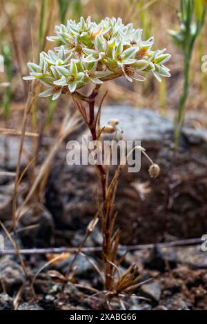 Chevalier vivace (Scleranthus perennis). Caryophyllaceae. Plante sauvage. Banque D'Images