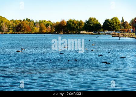 Henley Lake à Masterton - Nouvelle-Zélande Banque D'Images