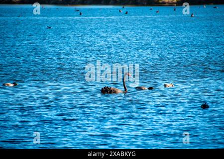 Henley Lake à Masterton - Nouvelle-Zélande Banque D'Images